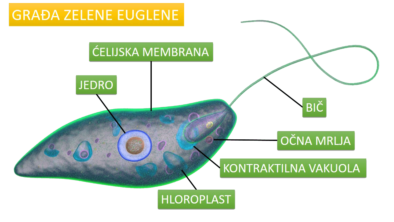 gradja_bicara-min